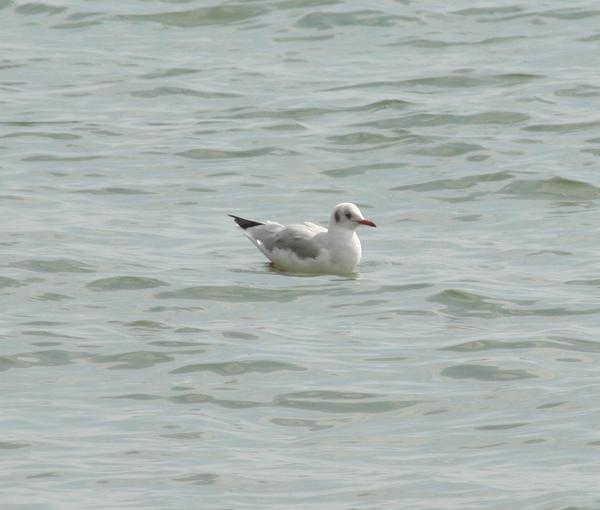 Black-headed Gull Black-headed Gull