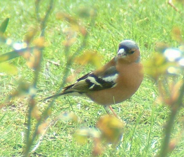 Chaffinch Chaffinch