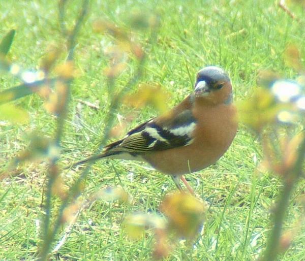 Chaffinch