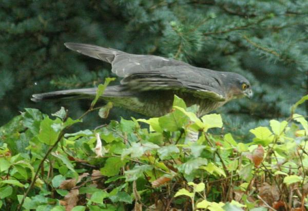 Eurasian Sparrowhawk