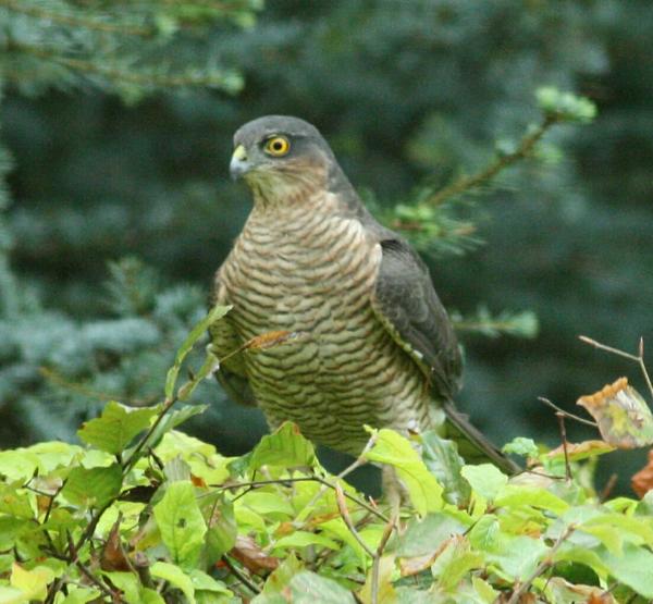 Eurasian Sparrowhawk