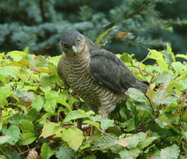Eurasian Sparrowhawk Eurasian Sparrowhawk
