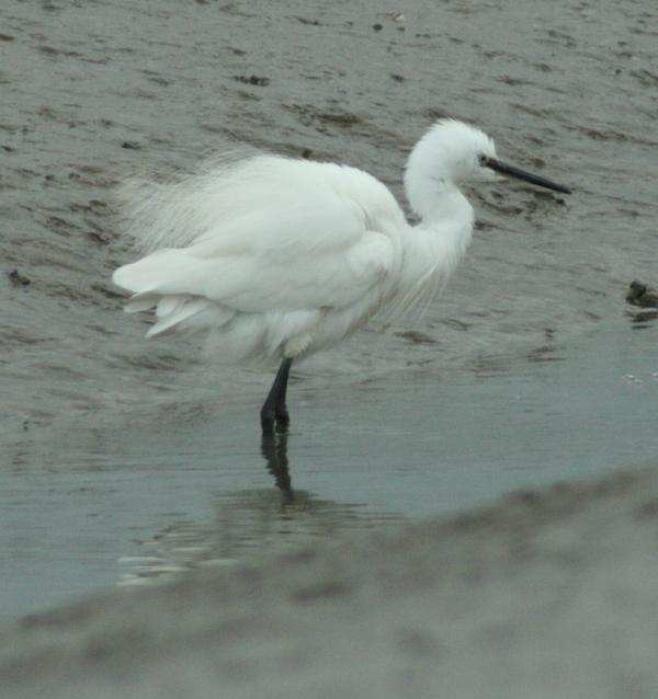 Little Egret Little Egret