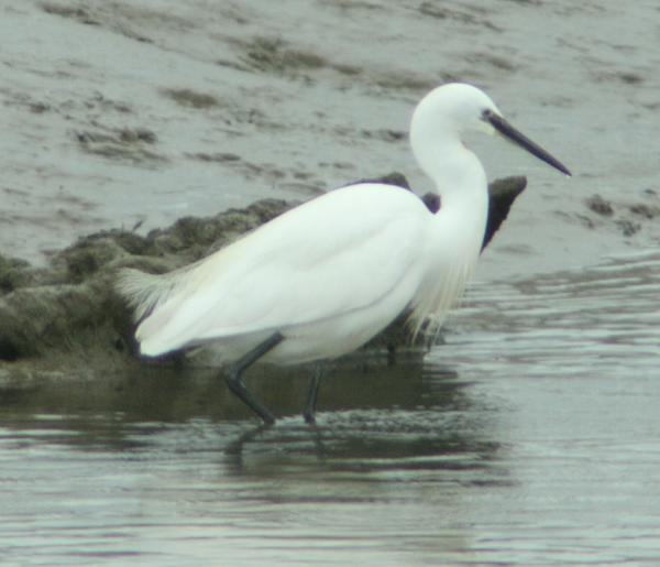 Little Egret Little Egret