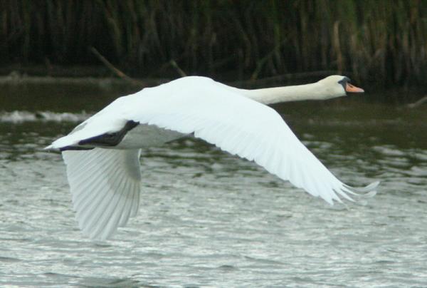 Mute Swan Mute Swan