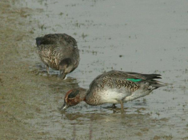 Common Teal Common Teal