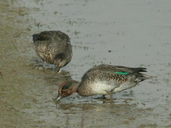 Common Teal