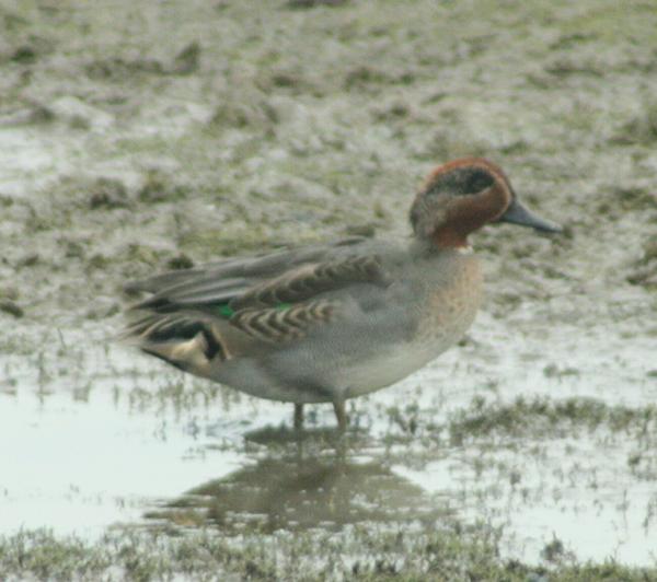 Common Teal Common Teal