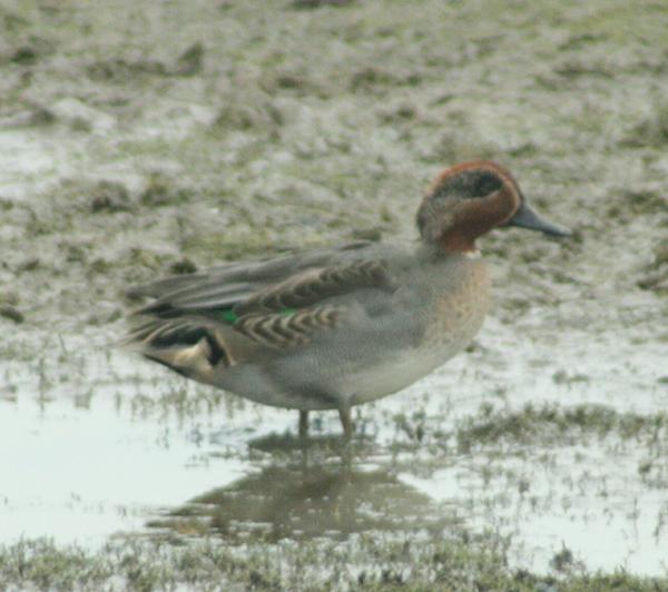 Common Teal