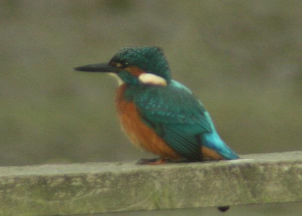 Common Kingfisher