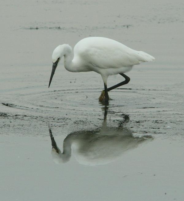 Little Egret Little Egret
