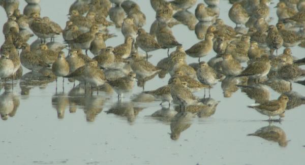 Eurasian Golden Plover Eurasian Golden Plover