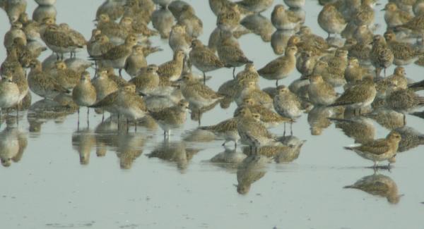 Eurasian Golden Plover