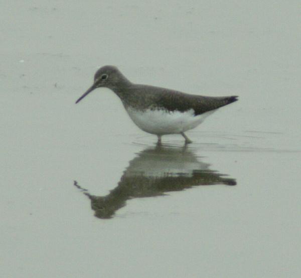 Dunlin