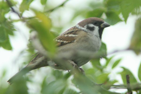 Tree Sparrow Tree Sparrow