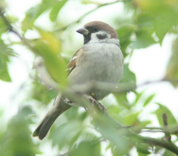 Tree Sparrow Tree Sparrow