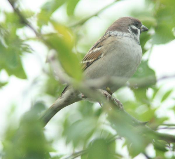 Tree Sparrow Tree Sparrow