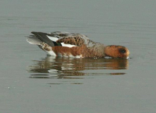 Eurasian Wigeon Eurasian Wigeon