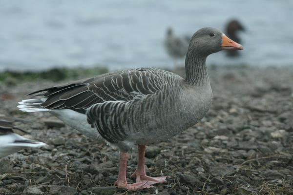 Pink-footed Goose