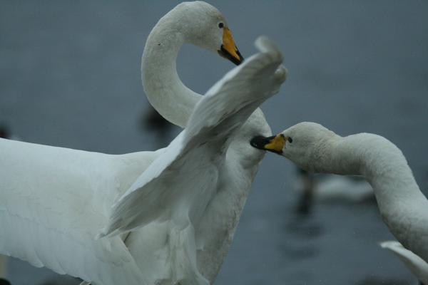 Whooper Swan