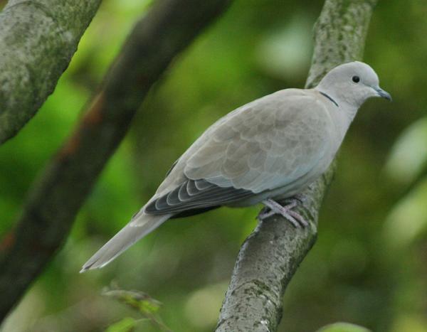 Eurasian Collared Dove Eurasian Collared Dove