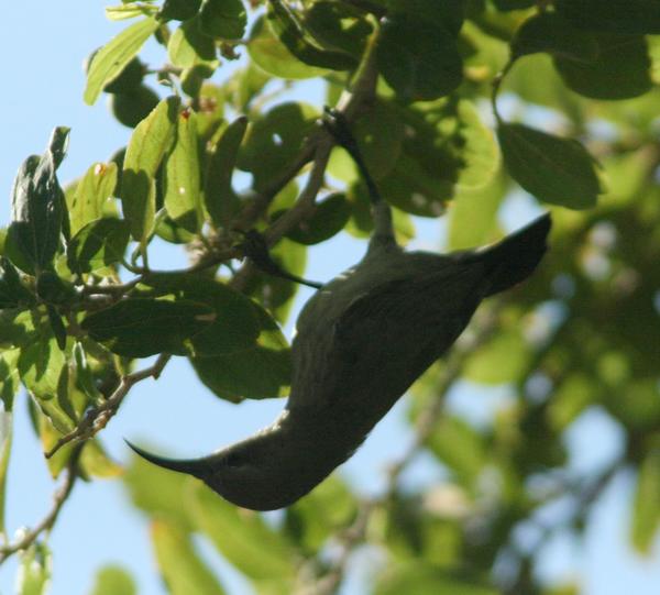Purple-rumped Sunbird Purple-rumped Sunbird