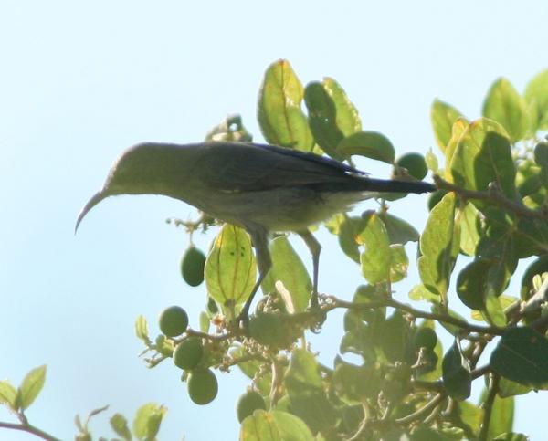 Purple-rumped Sunbird