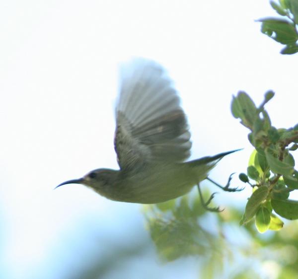 Purple-rumped Sunbird