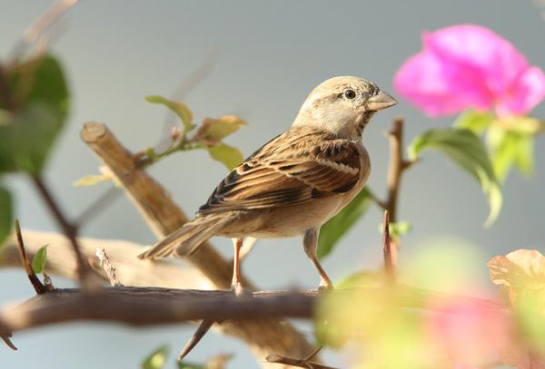 House Sparrow