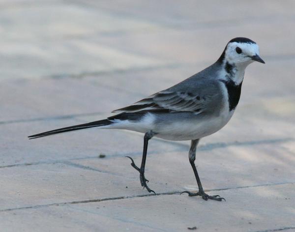 White Wagtail White Wagtail