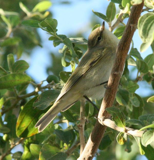 Chiffchaff Chiffchaff