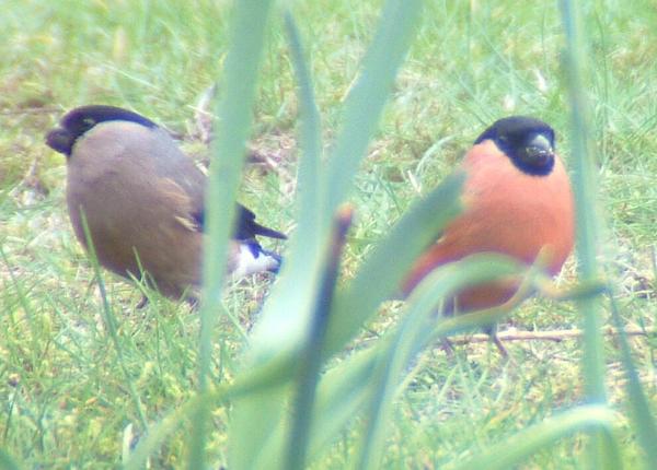 Bullfinch Bullfinch