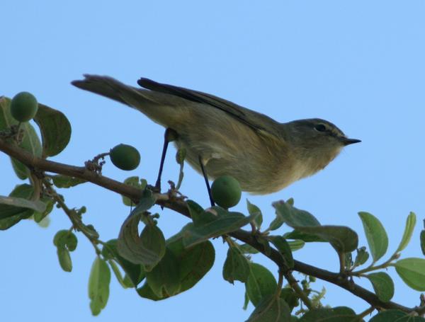 Chiffchaff Chiffchaff