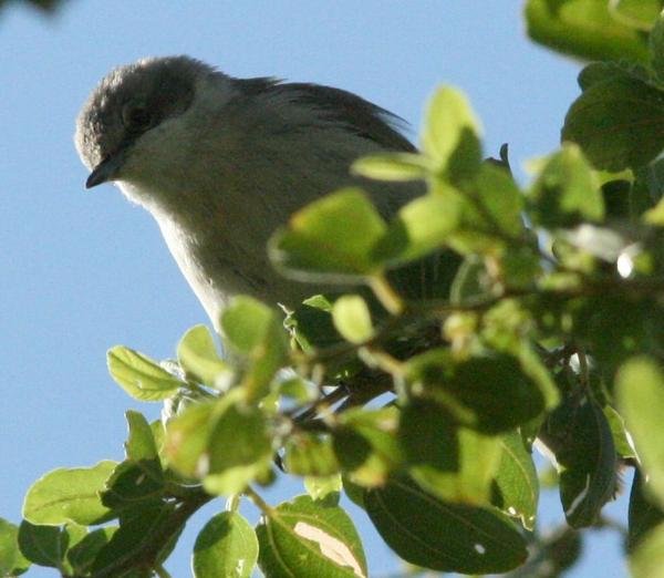 Blackcap Blackcap