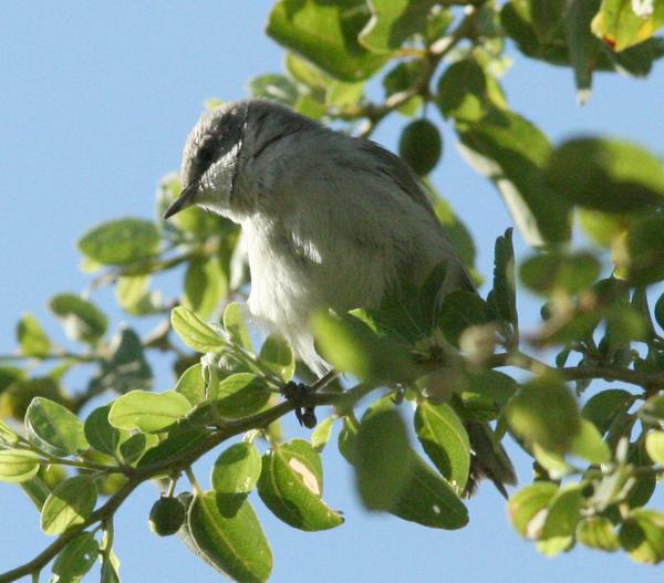 Blackcap Blackcap