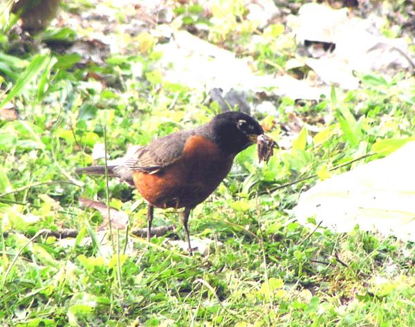 American Robin