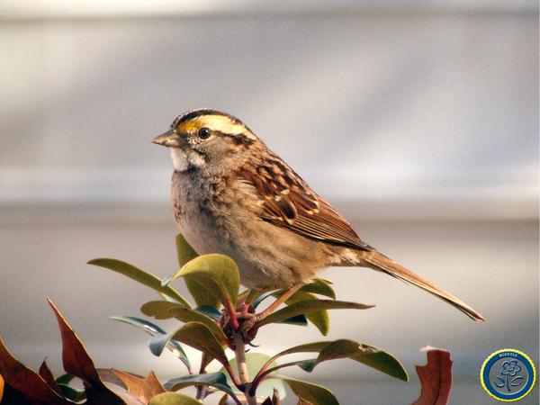 White-throated Sparrow