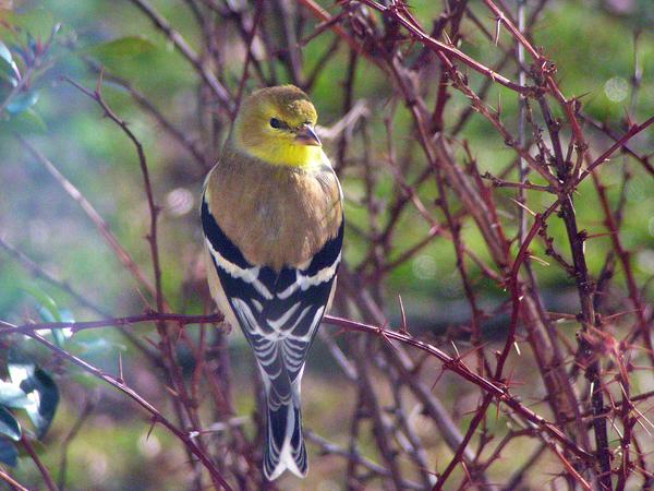 American Goldfinch American Goldfinch