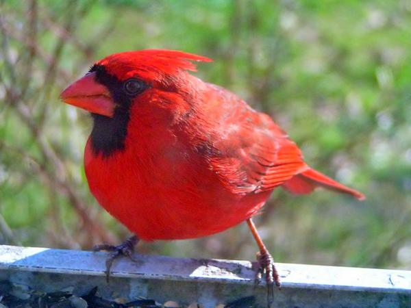 Northern Cardinal