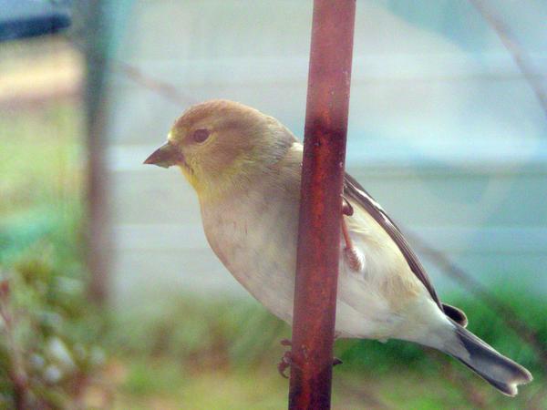 American Goldfinch American Goldfinch