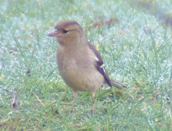 Chaffinch Chaffinch