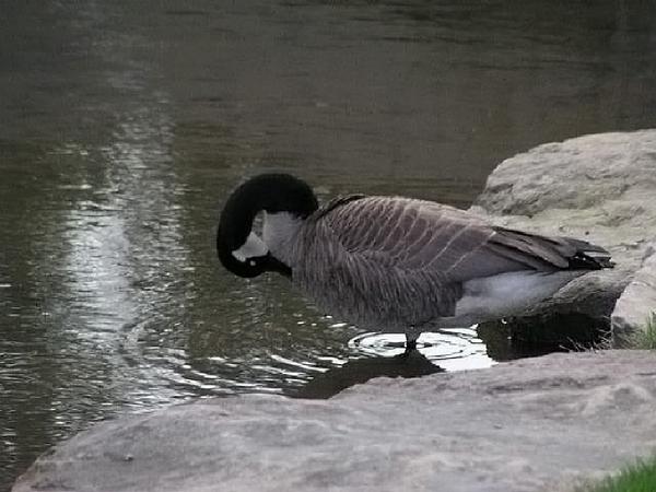 Canada Goose