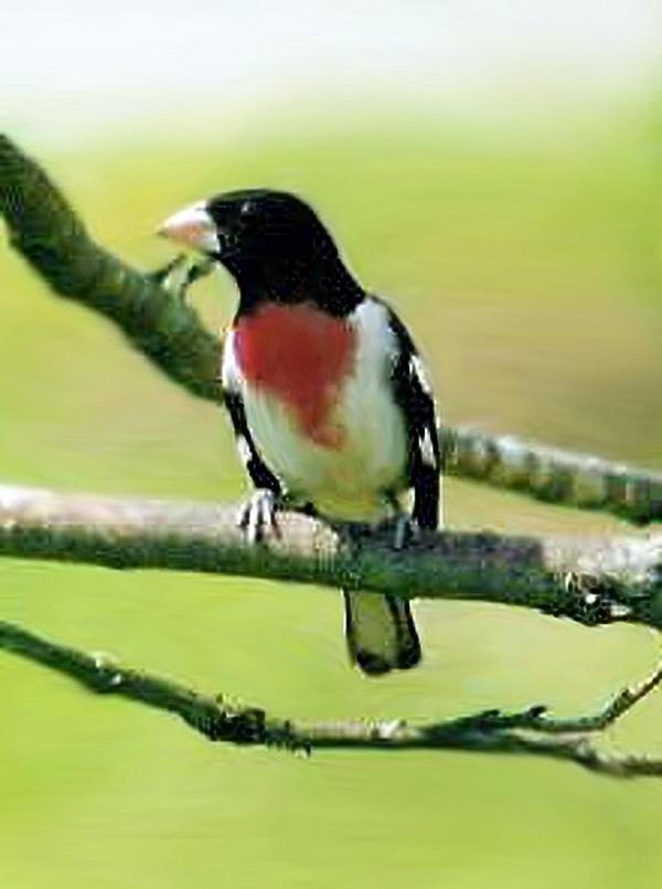 Rose-breasted Grosbeak