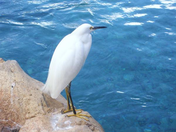 Snowy Egret