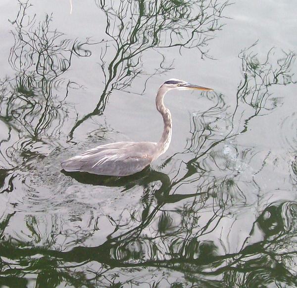 Great Blue Heron