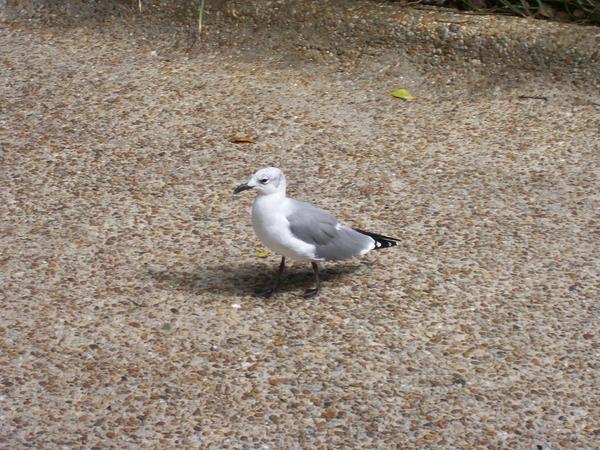 Laughing Gull