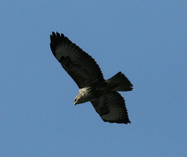 Common Buzzard