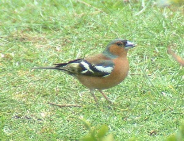 Chaffinch