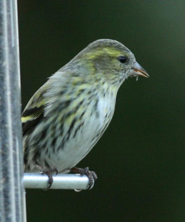 Eurasian Siskin