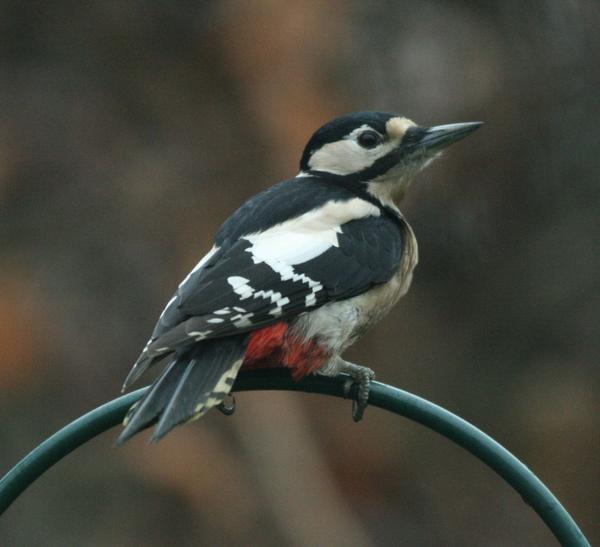 Great Spotted Woodpecker